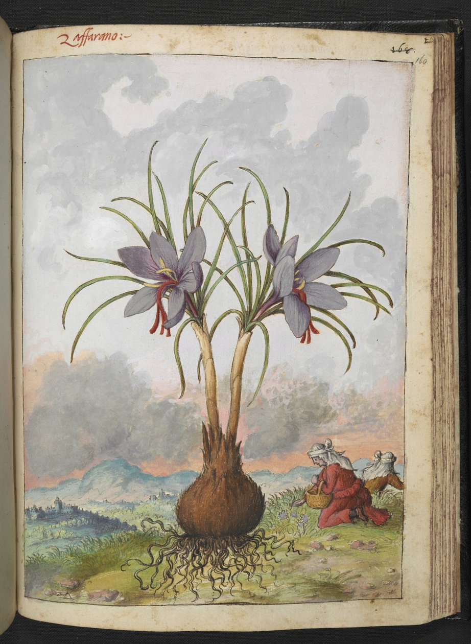 Crocus sativus (Safran), Gherardo Cibo
