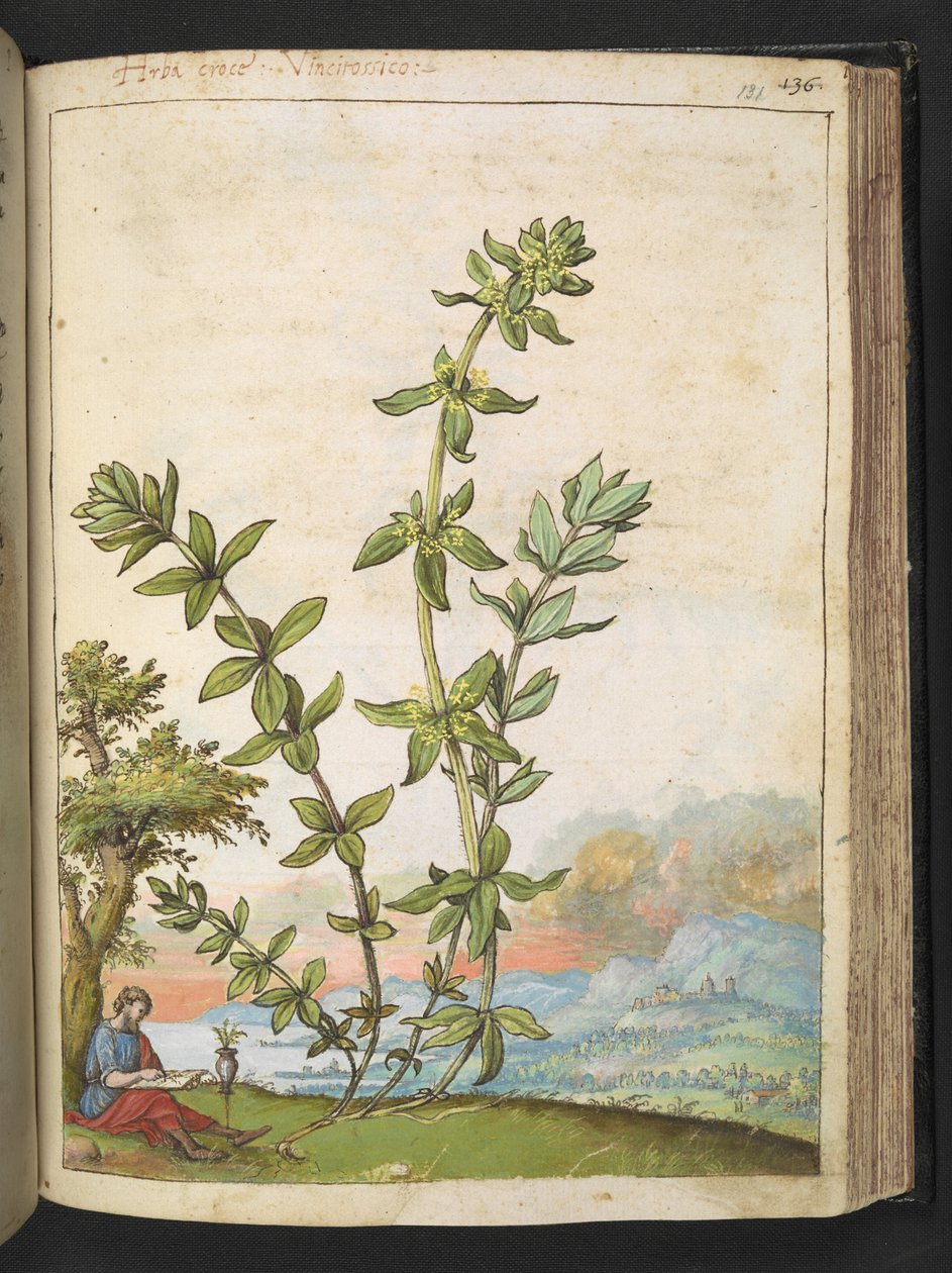 Cruciata laevipes, Gherardo Cibo