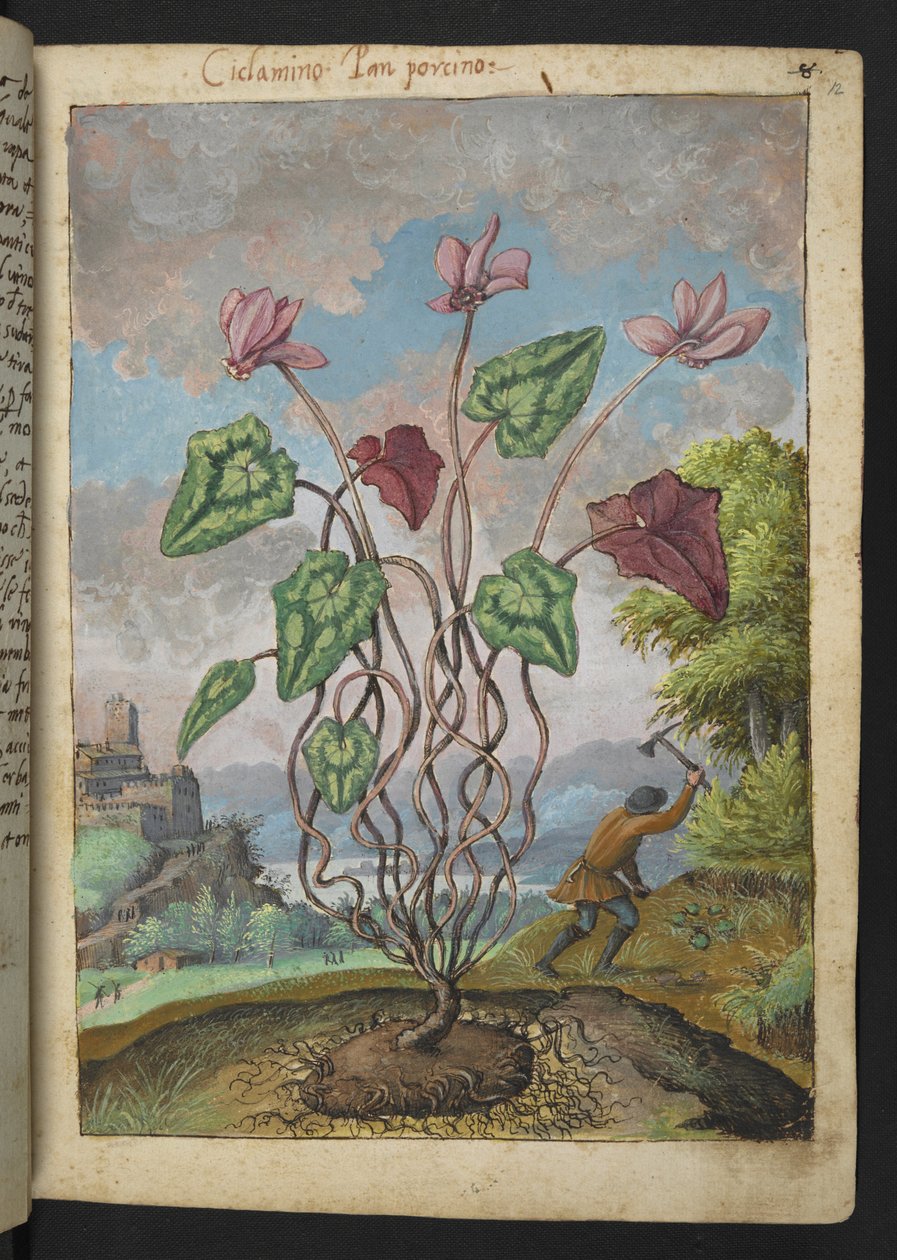 Cyclamen hederifolium, Gherardo Cibo