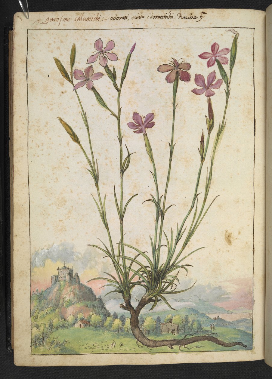 Dianthus longicaulis: Gherardo Cibo