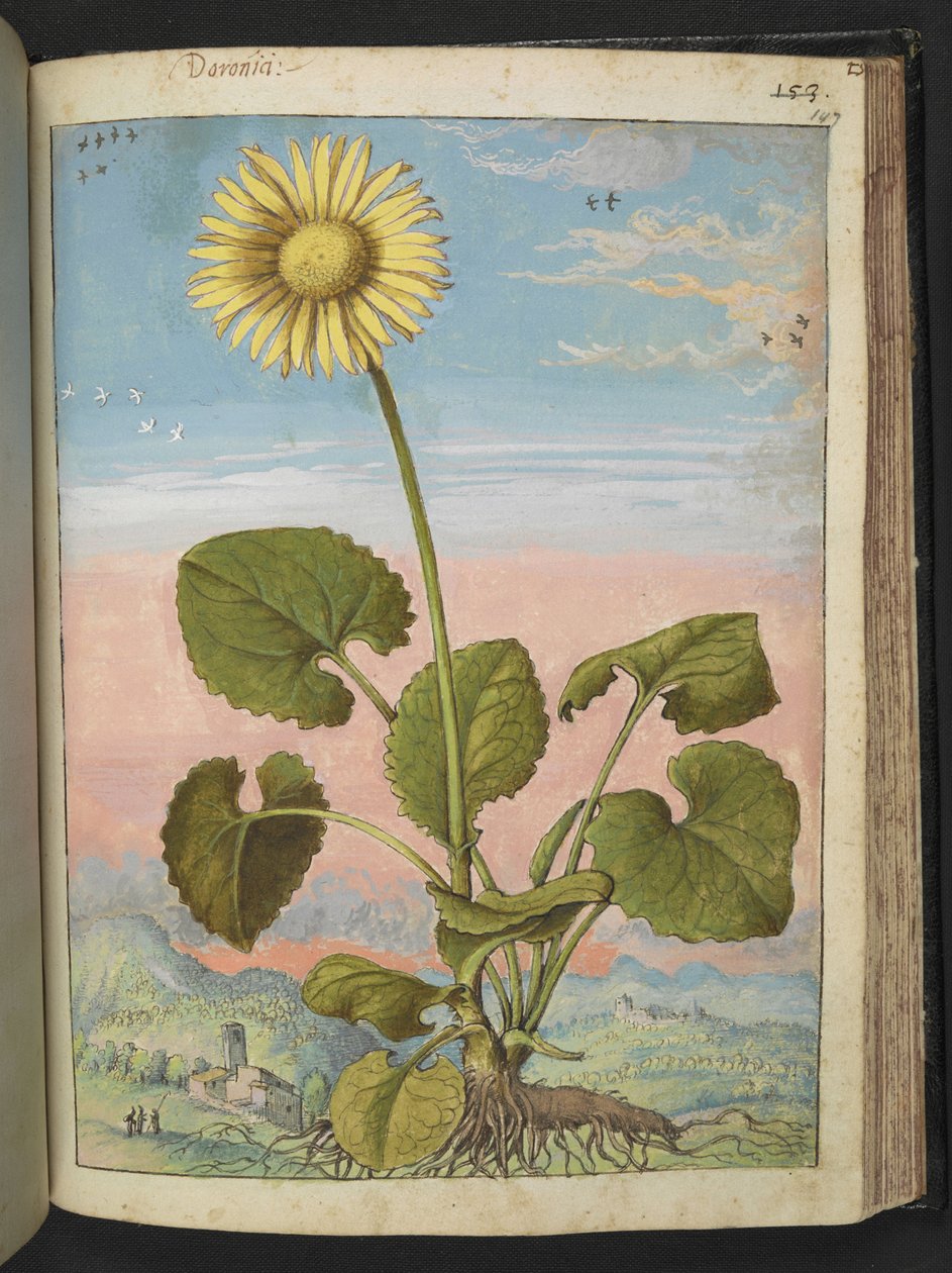 Doronicum austriacum: Gherardo Cibo tarafından yazılan "Roma Devletlerinin Flora Tabloları"ndan sarı çiçekli bir bitki, MS 22333, f147r, c.1564-84 ekleyin (kağıt üzerine suluboya ve guaj) by Gherardo Cibo