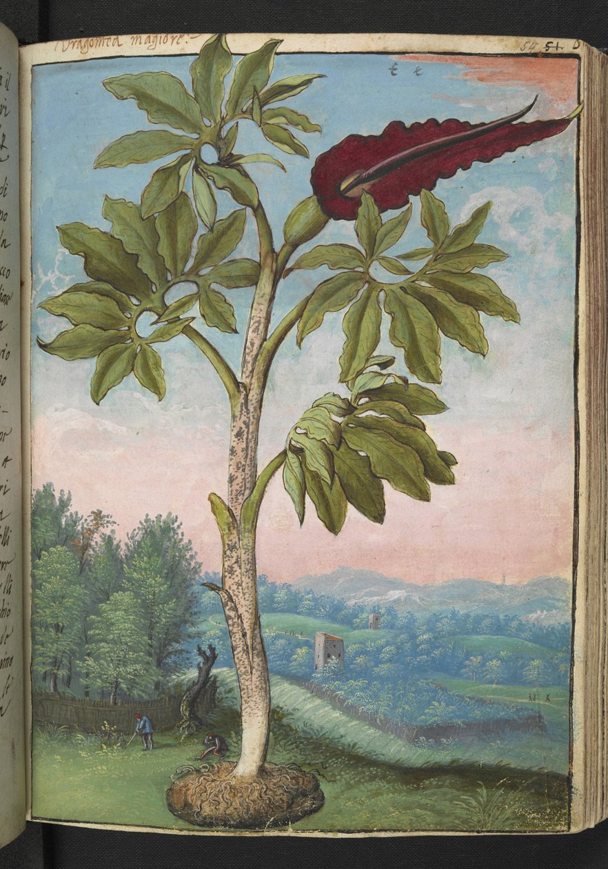 Dracunculus vulgaris, Gherardo Cibo