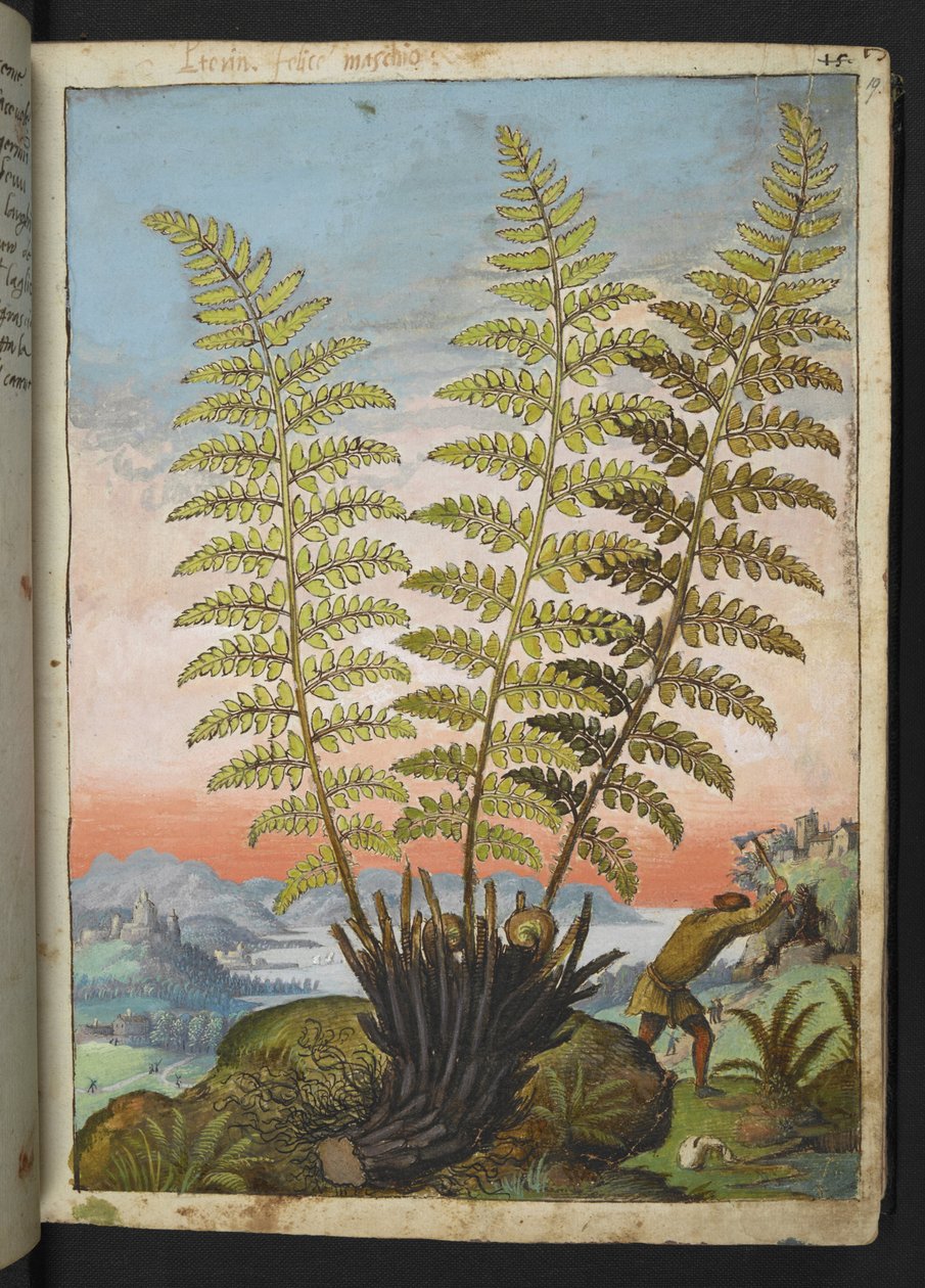 Dryopteris filix mas: Bir eğreltiotu, Gherardo Cibo