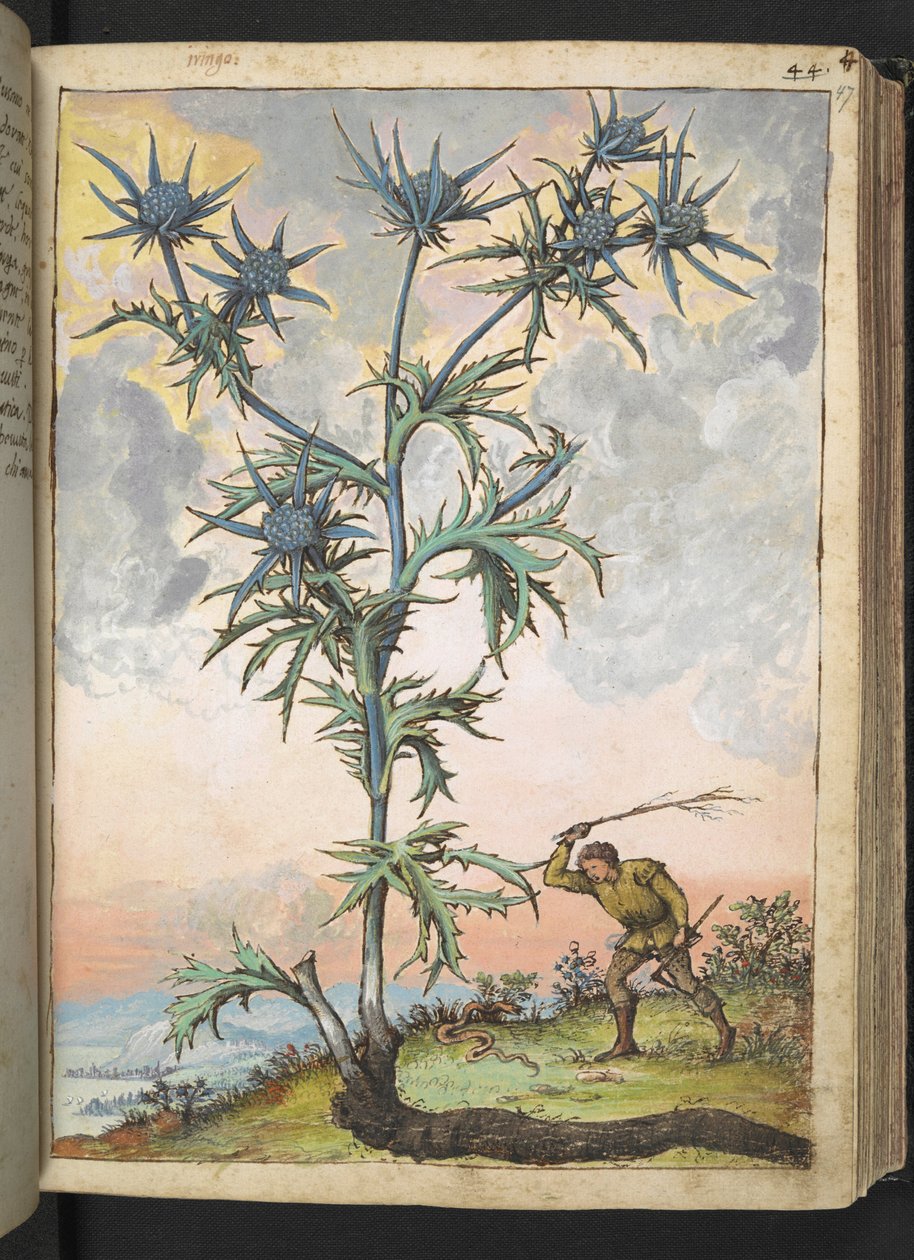 Eryngium maritimum, Gherardo Cibo