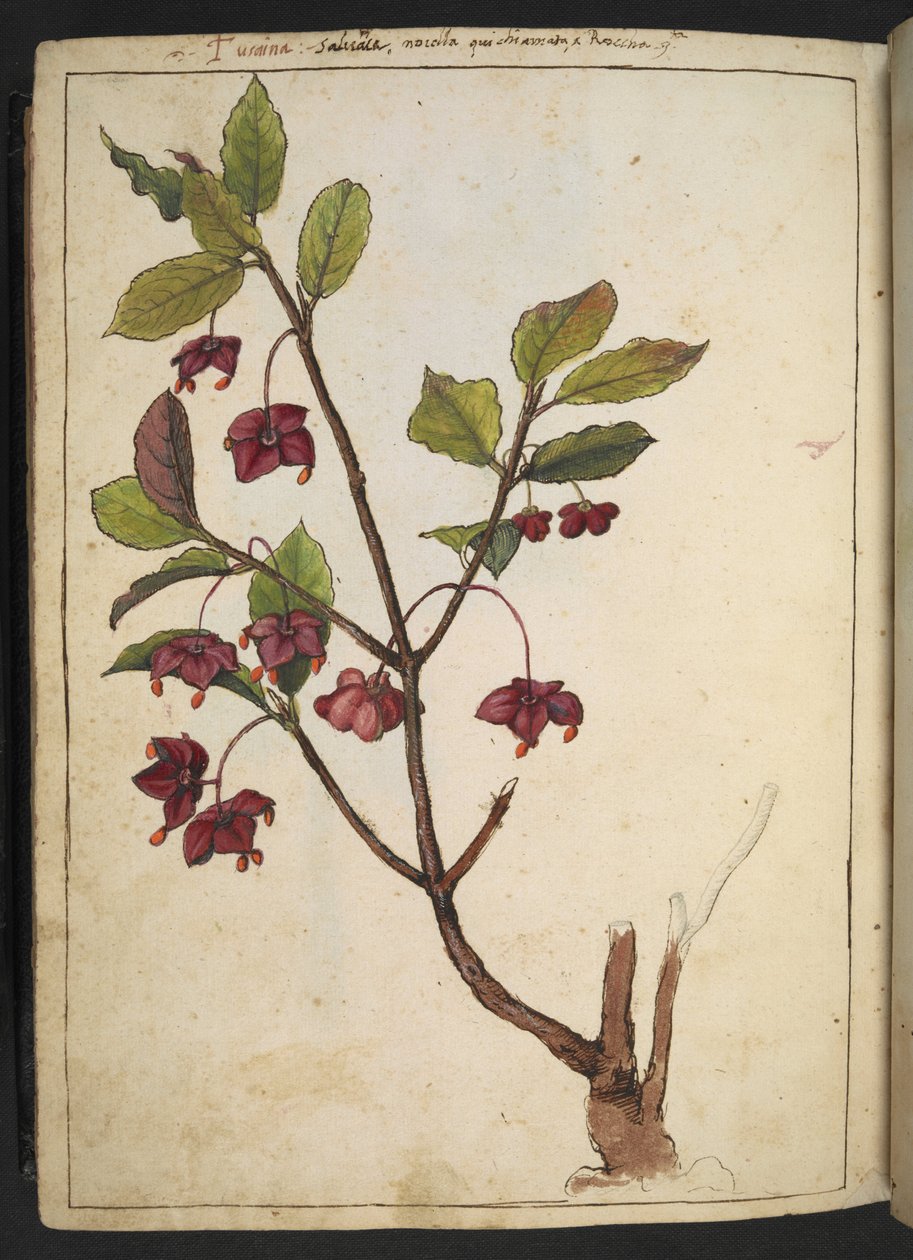 Euonymus europaeus (Avrupa İğ): Gherardo Cibo tarafından yazılan "Roma Devletlerinin Flora Tabloları"ndan kırmızı yaprakları olan bir bitki, MS 22333, f183v, c.1564-84 (kağıt üzerine suluboya ve guaj) ekleyin by Gherardo Cibo