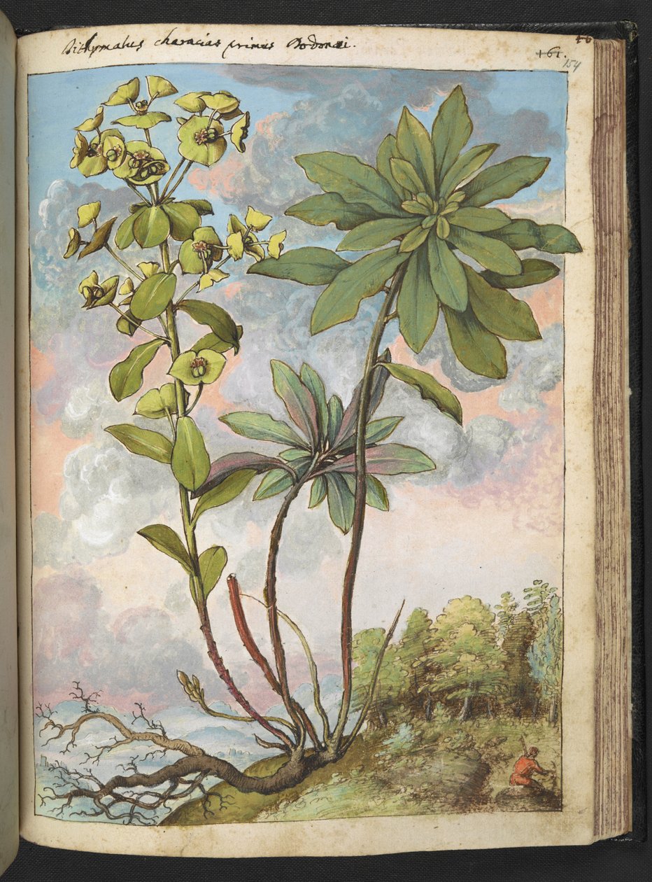 Euphorbia amygdaloides veya Euphorbia characias, Gherardo Cibo tarafından yazılan "Roma Devletlerinin Flora Tabloları"ndan, MS 22333, f154r, c.1564-84 ekleyin (kağıt üzerine suluboya ve guaj) by Gherardo Cibo