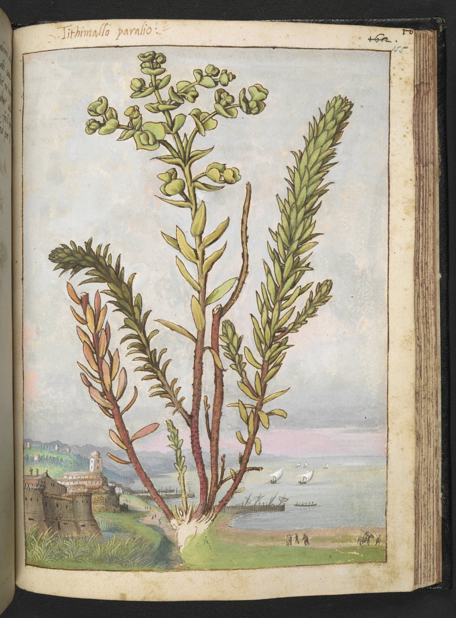 Euphorbia paralias, Gherardo Cibo