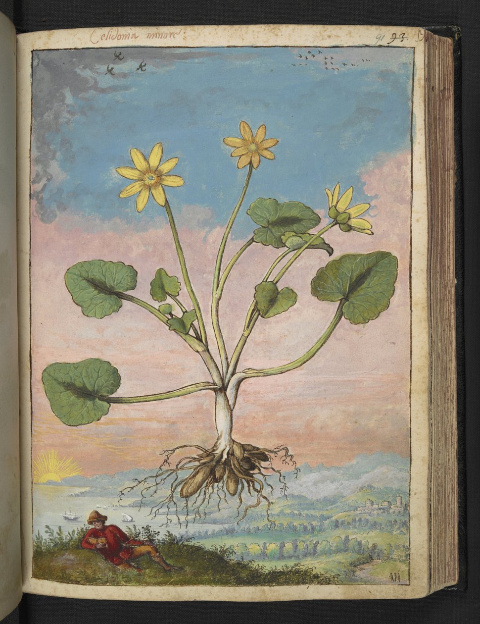 Ficaria verna, Gherardo Cibo