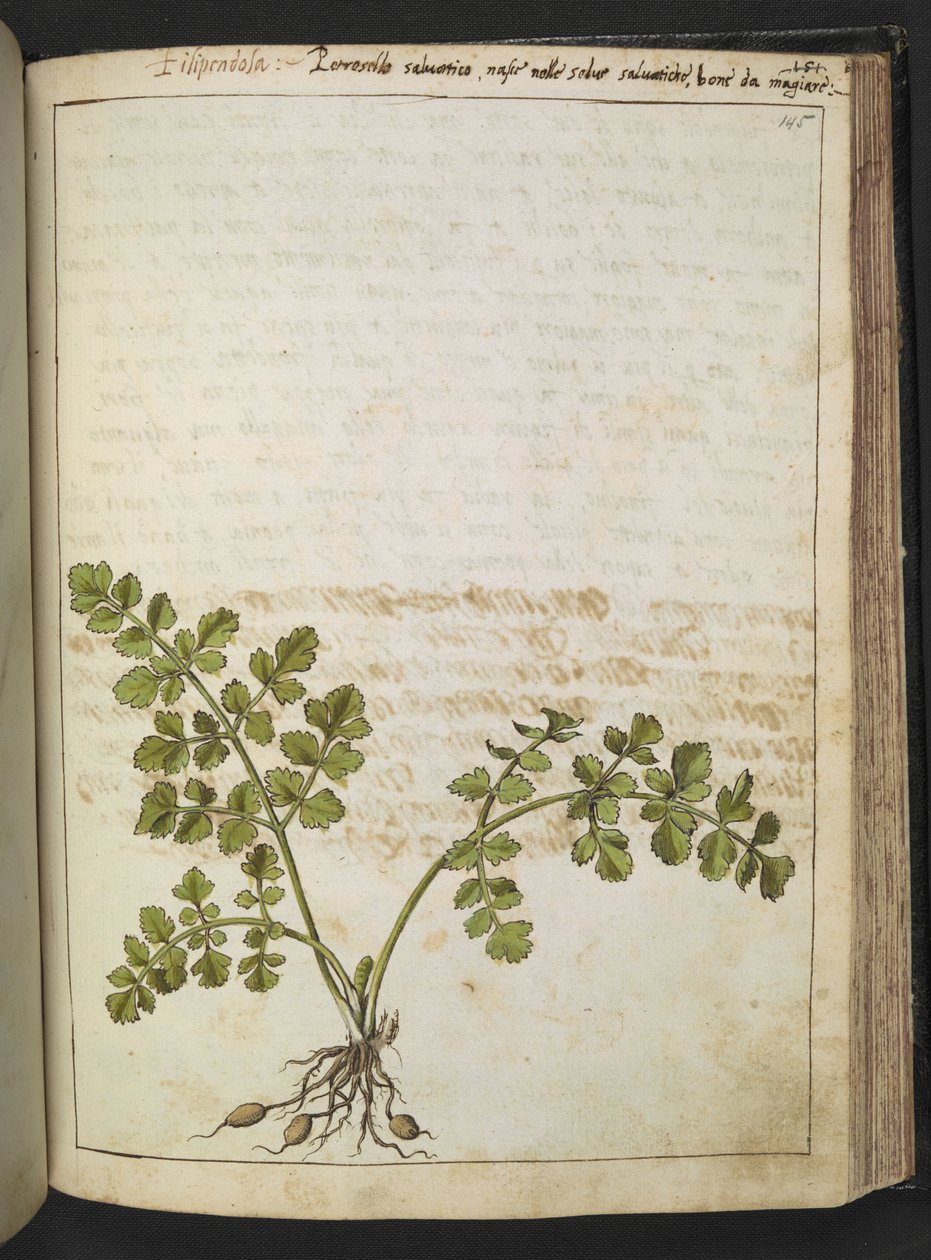 Filipendula, Gherardo Cibo