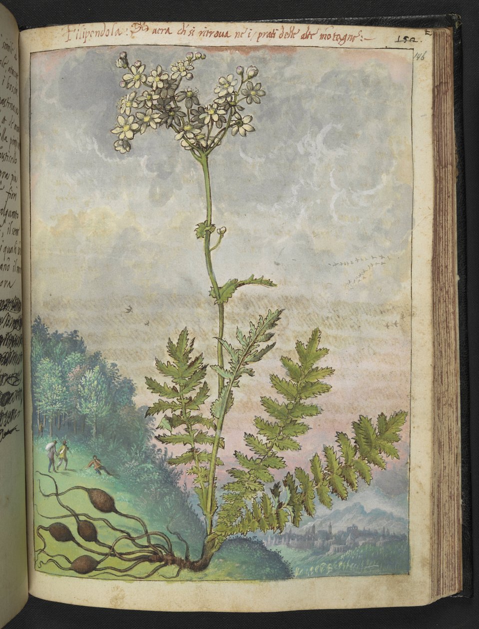 Filipendula vulgari, Gherardo Cibo