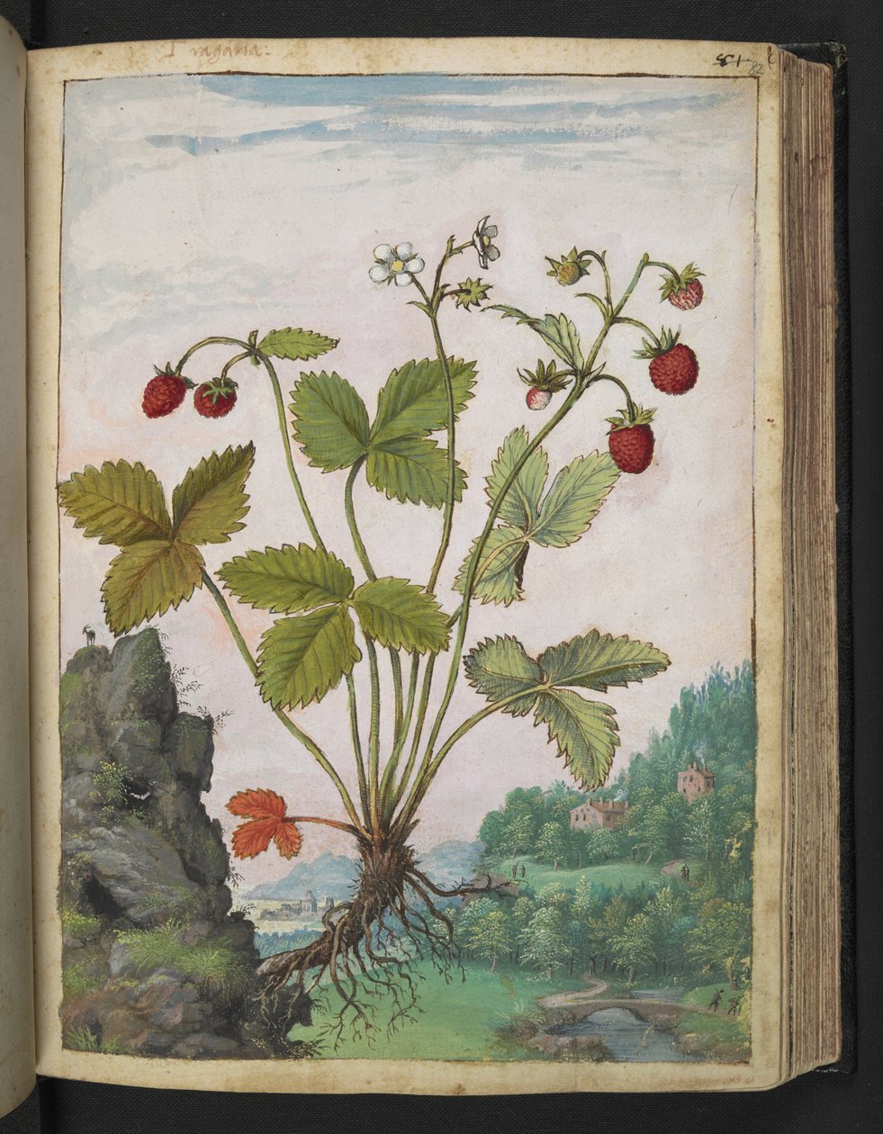 Fragaria vesca, Gherardo Cibo
