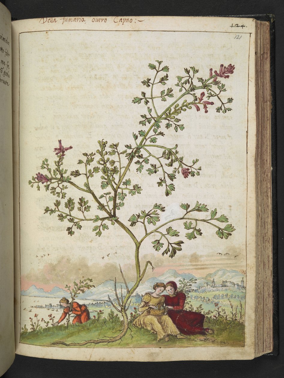 Fumaria gaillardotii, Gherardo Cibo