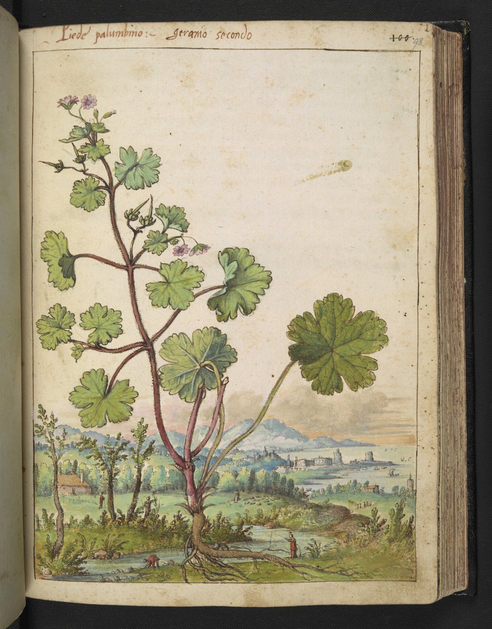 Sardunya rotundifolium: Pembe çiçekli bir bitki. , Gherardo Cibo tarafından yazılan "Roma Devletlerinin Flora Tabloları"ndan, MS 22333, f098r, c.1564-84 ekleyin (kağıt üzerine suluboya ve guaj) by Gherardo Cibo
