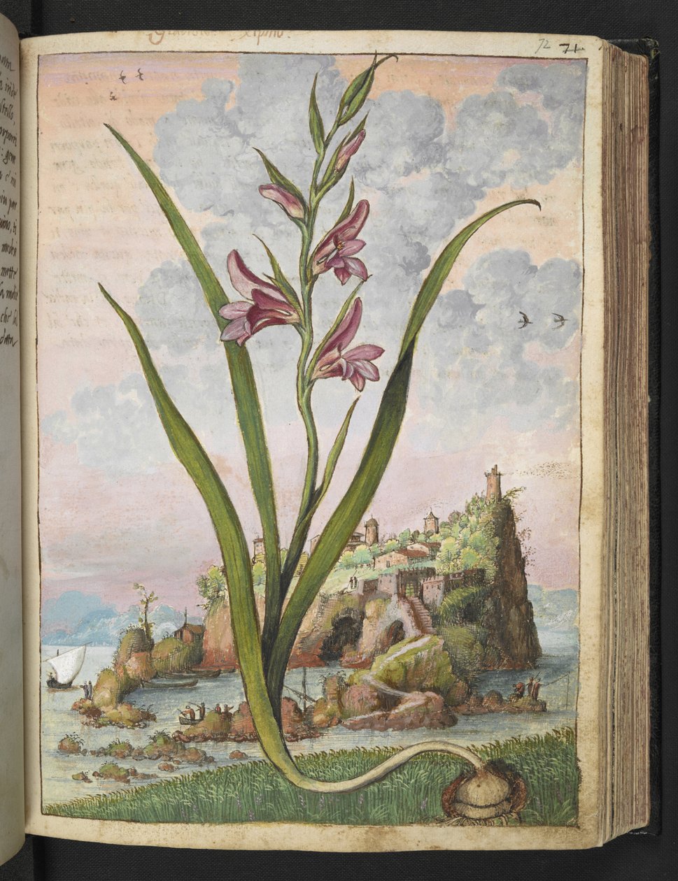 Gladiolus Italicus, Gherardo Cibo
