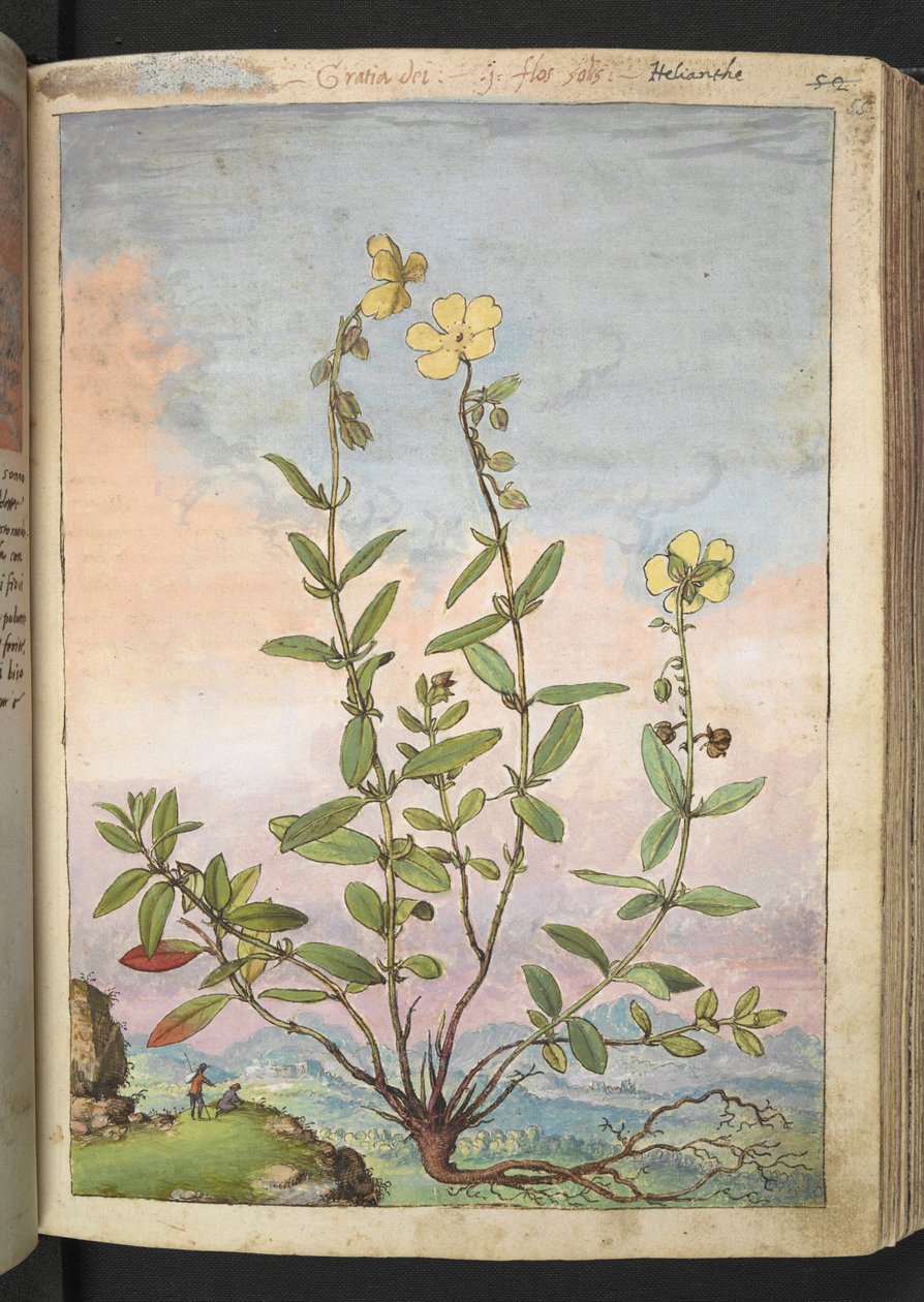 Helianthemum nummularium, Gherardo Cibo