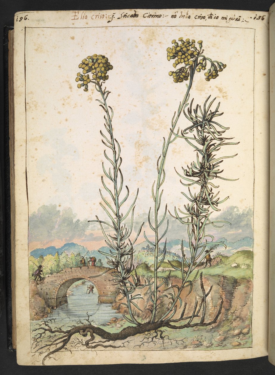 Helichrysum italicum: Gherardo Cibo tarafından yazılan "Roma Devletlerinin Flora Tabloları"ndan sarı tomurcuklu bir bitki, MS 22333, f176v, c.1564-84 ekleyin (kağıt üzerine suluboya ve guaj) by Gherardo Cibo