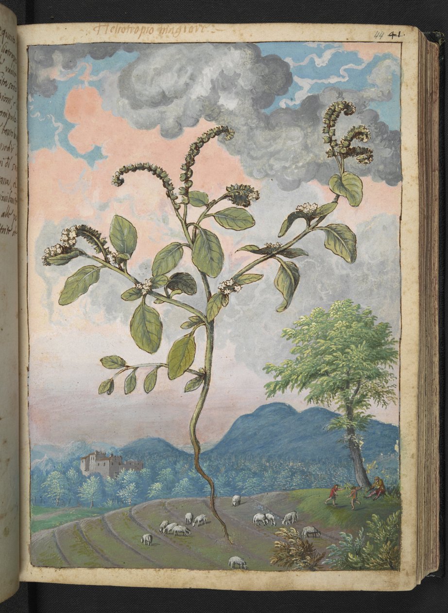 Heliotropium europeanum, Gherardo Cibo