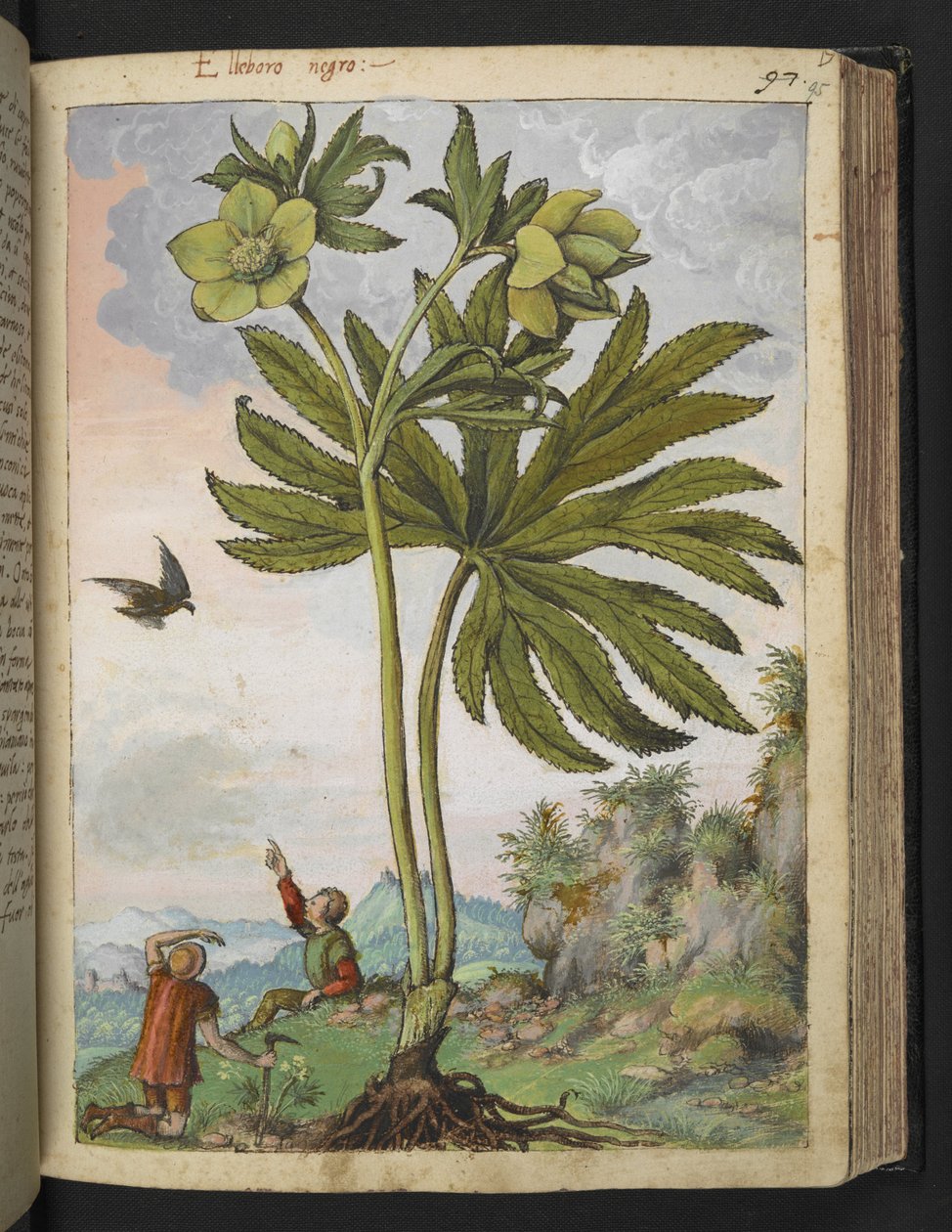 Helleborus viridis, Gherardo Cibo