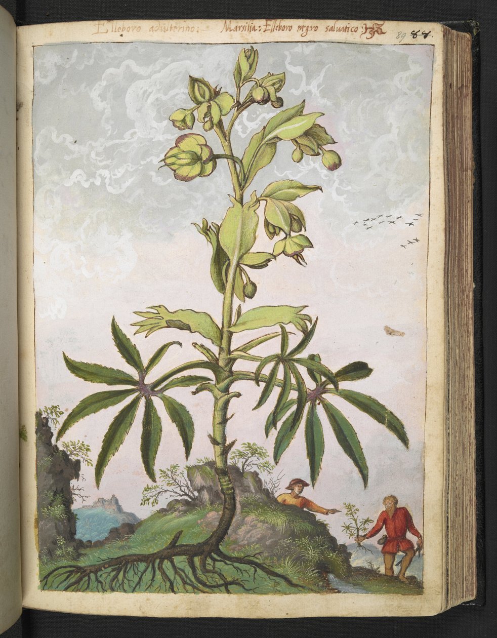 Helleborus foetidus, Gherardo Cibo