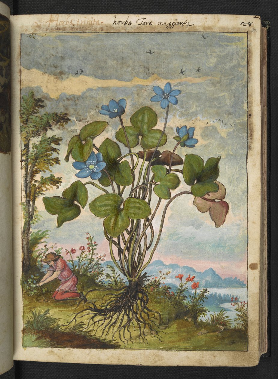 Hepatica nobilis: Gherardo Cibo, MS 22333, f032r, c.1564-84 (kağıt üzerine suluboya ve guaj) tarafından "Roma Devletlerinin Flora Tabloları" adlı eserden mavi yaprakları olan bir bitki ve kazma veya kesmeler konuşan bir kişi by Gherardo Cibo