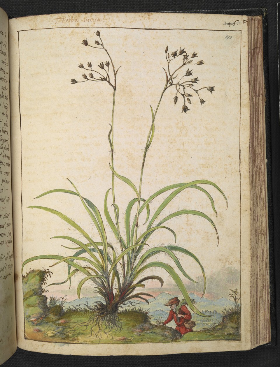Herba Luccia, Gherardo Cibo