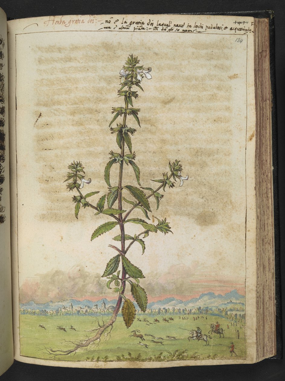 Herba gratia dei (Hedge-Hyssop), Gherardo Cibo