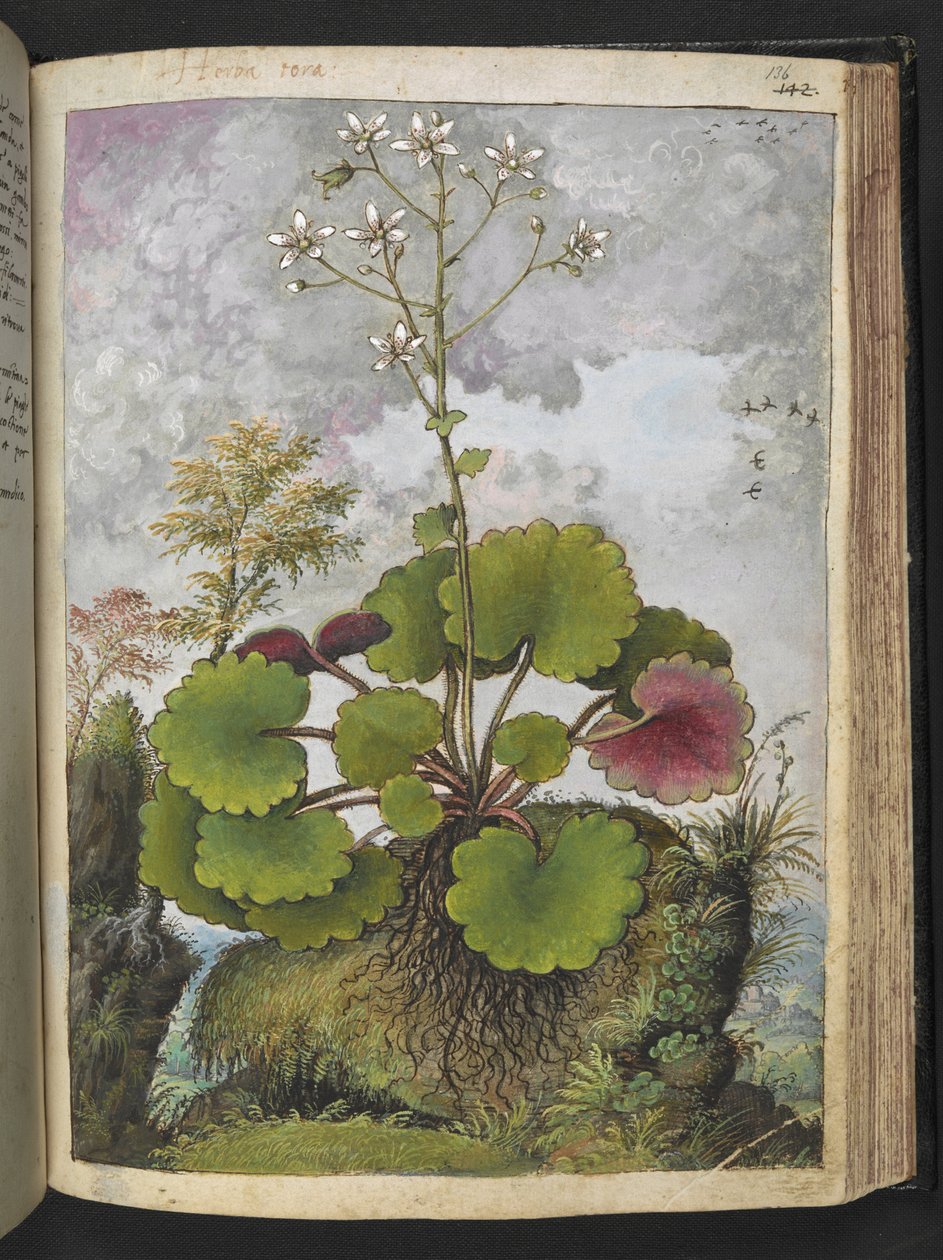 Herba rora: Gherardo Cibo