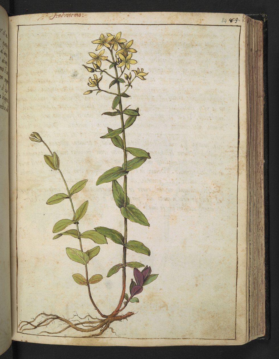Hypericum perfoliatum, Gherardo Cibo