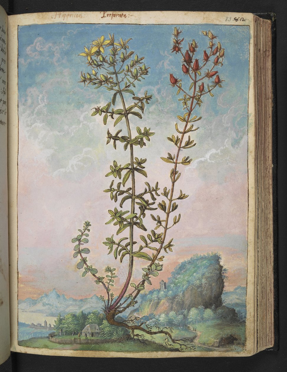 Hypericum perforatum, Gherardo Cibo