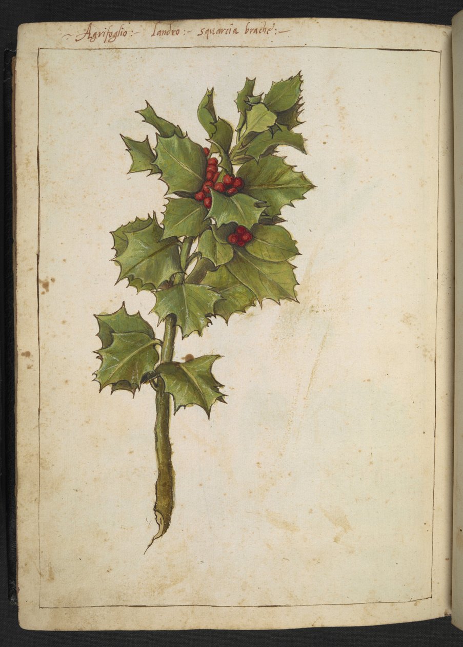 Ilex aquifolium (Holly), Gherardo Cibo