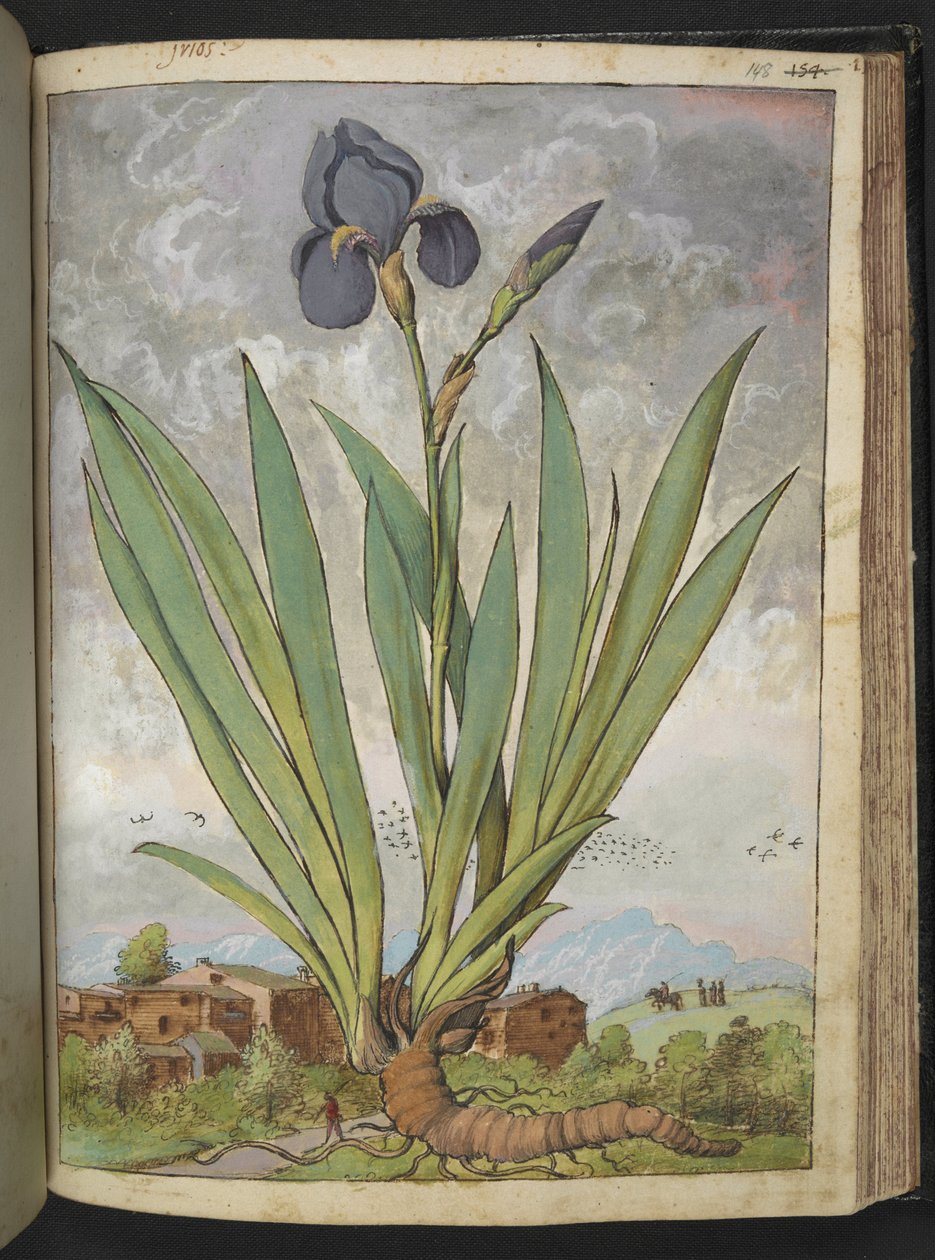 Iris germanica, Gherardo Cibo