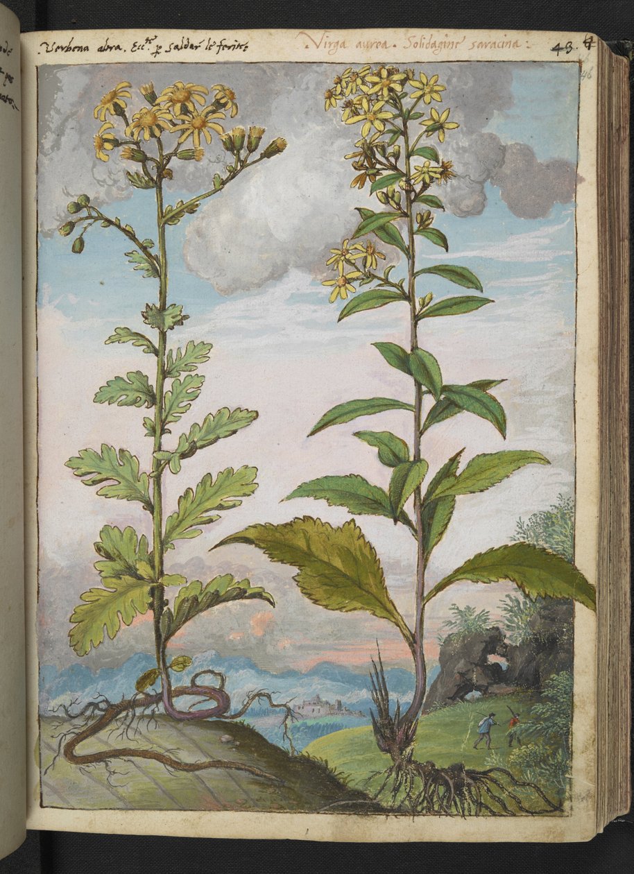 Jacobaeae vulgaris et Senecio ovatu, Gherardo Cibo tarafından yazılan "Roma Devletlerinin Flora Tabloları"ndan, MS 22333, f046r, c.1564-84 ekleyin (kağıt üzerine suluboya ve guaj) by Gherardo Cibo