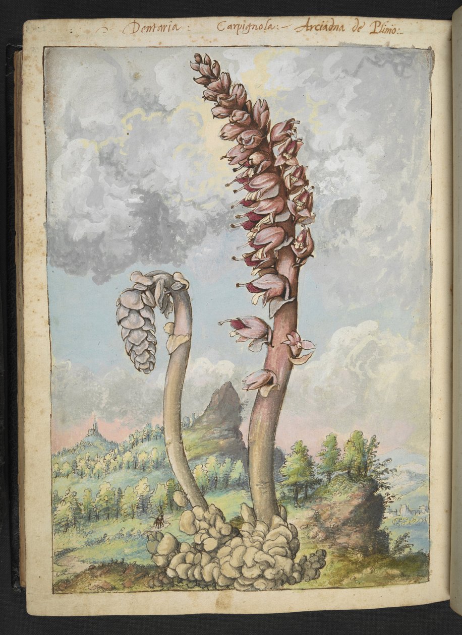 Lathrea squammaria, Gherardo Cibo