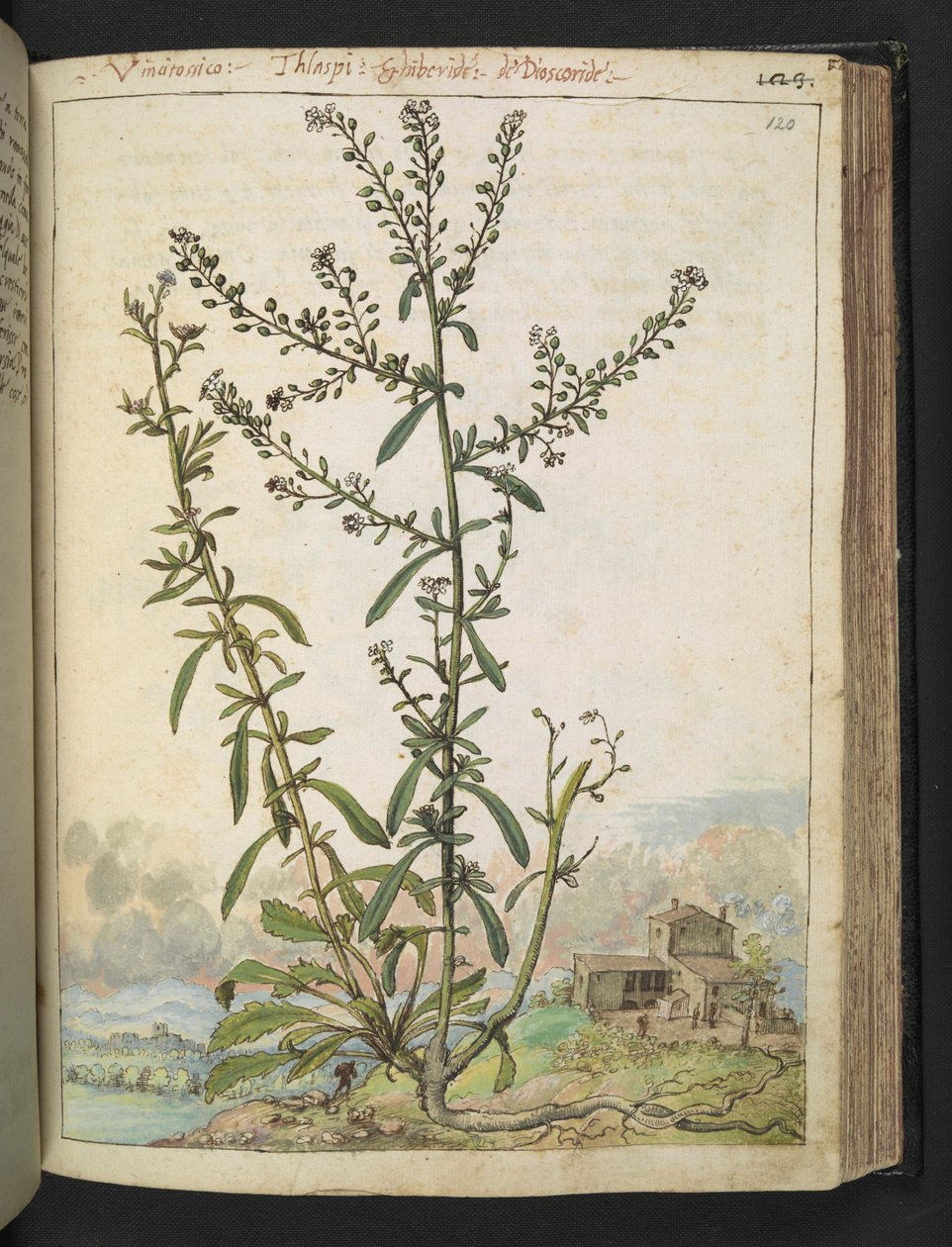 Lepidium graminifolium, Gherardo Cibo