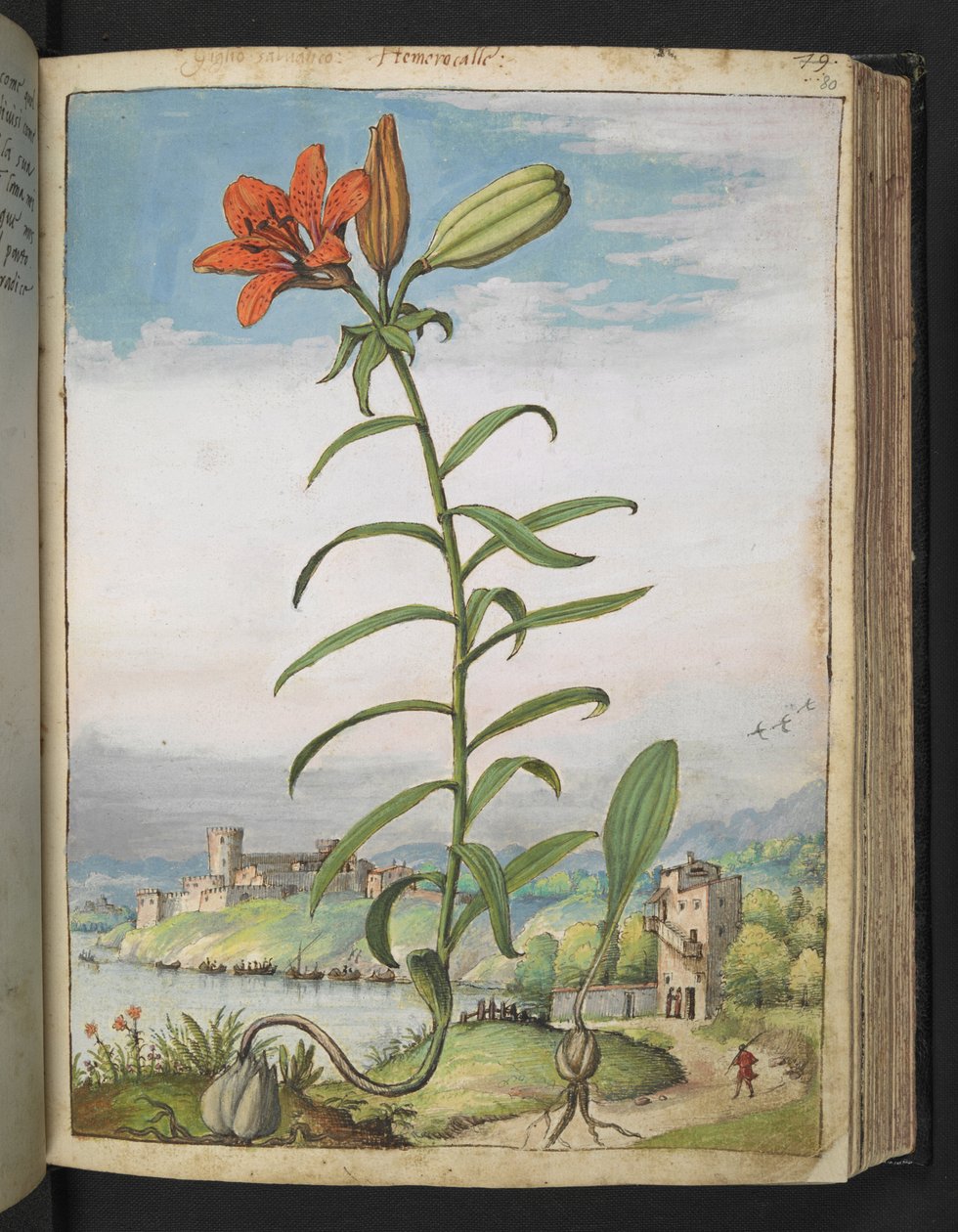 Lilium bulbiferum: Gherardo Cibo