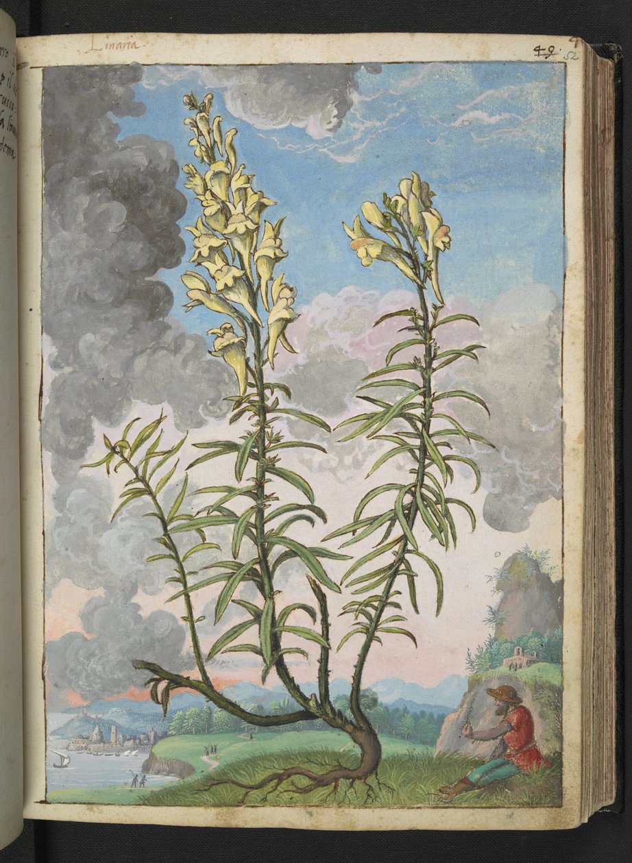 Linaria vulgaris, Gherardo Cibo