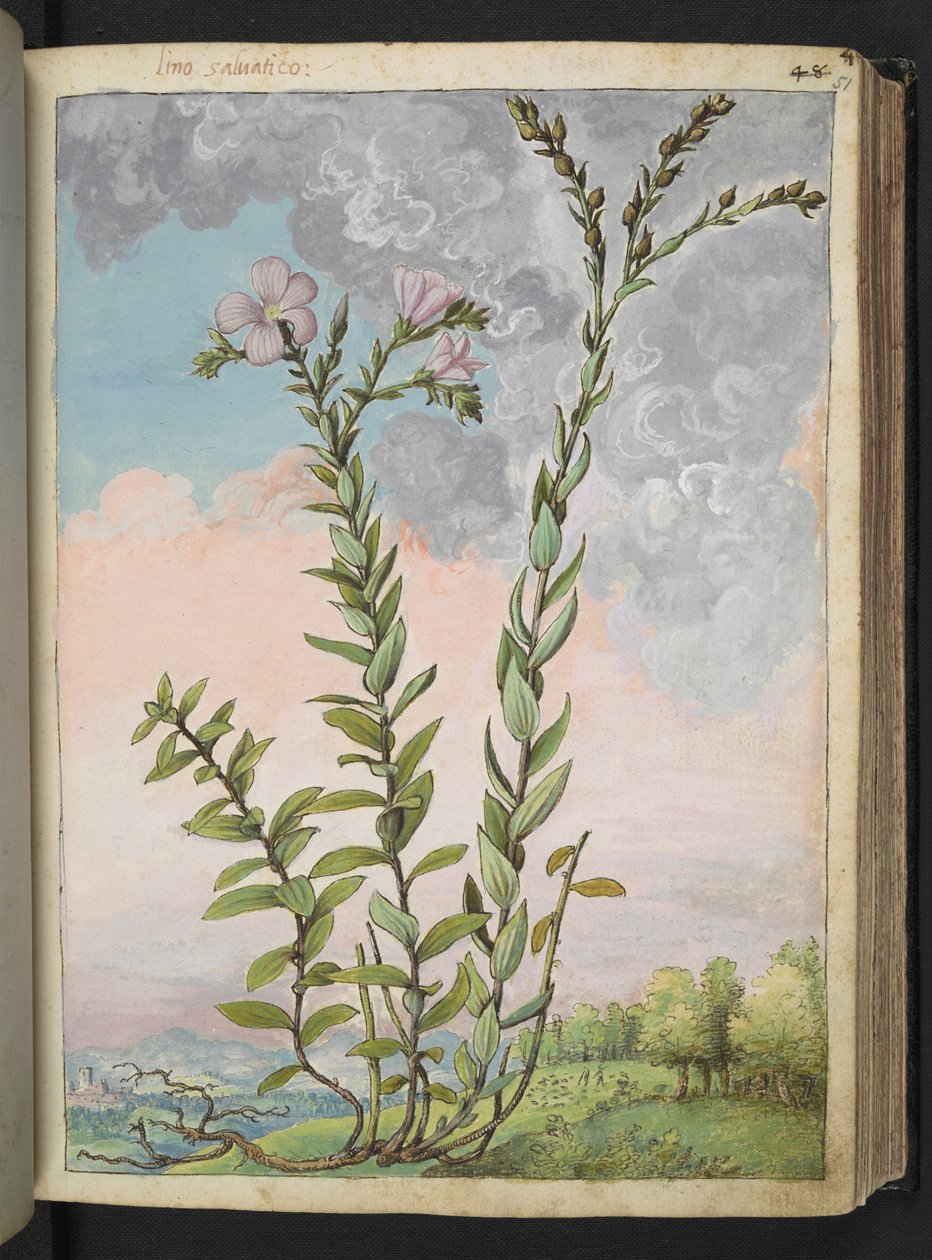 Linum viscosum: Gherardo Cibo