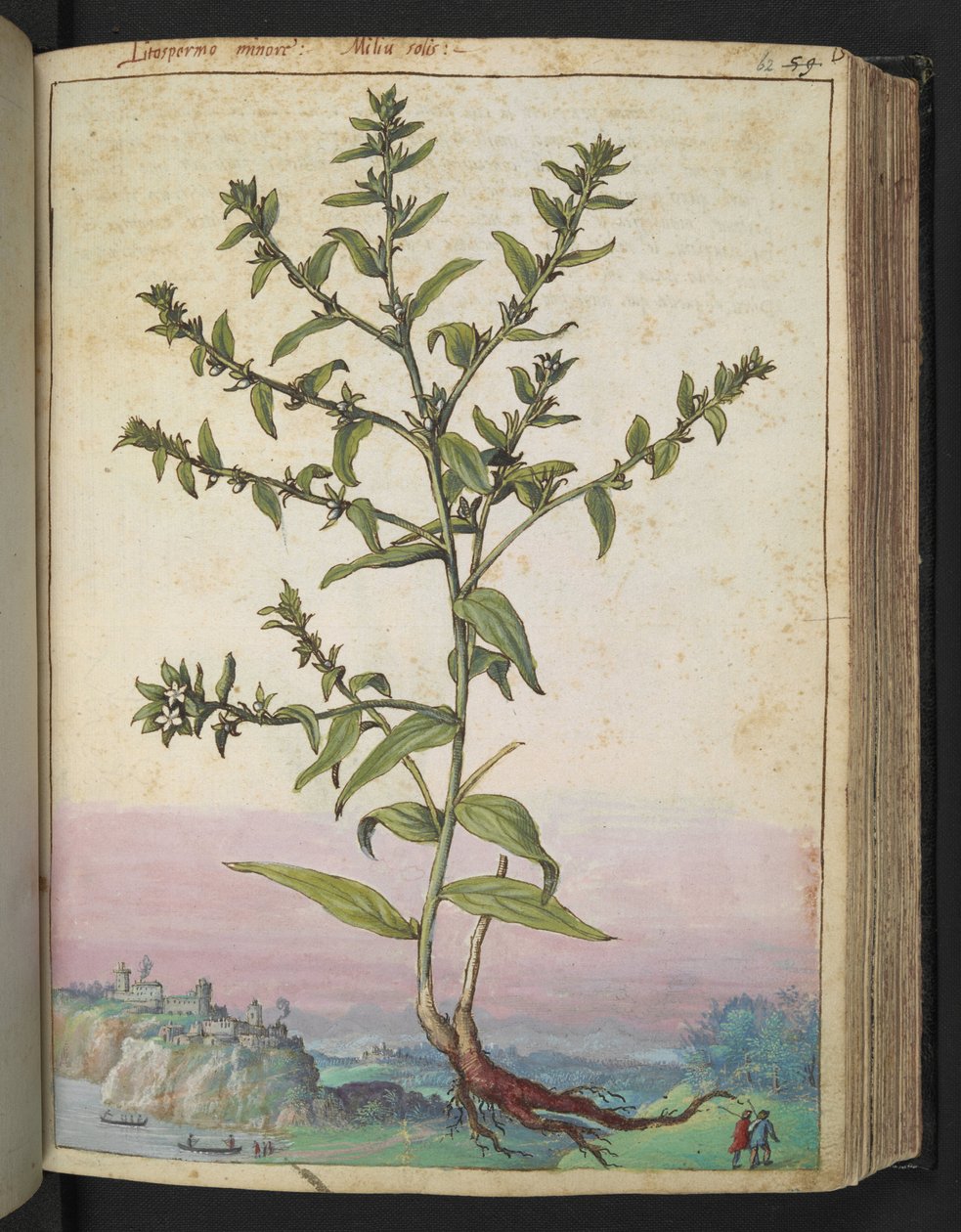 Lithospermum officinale, Gherardo Cibo