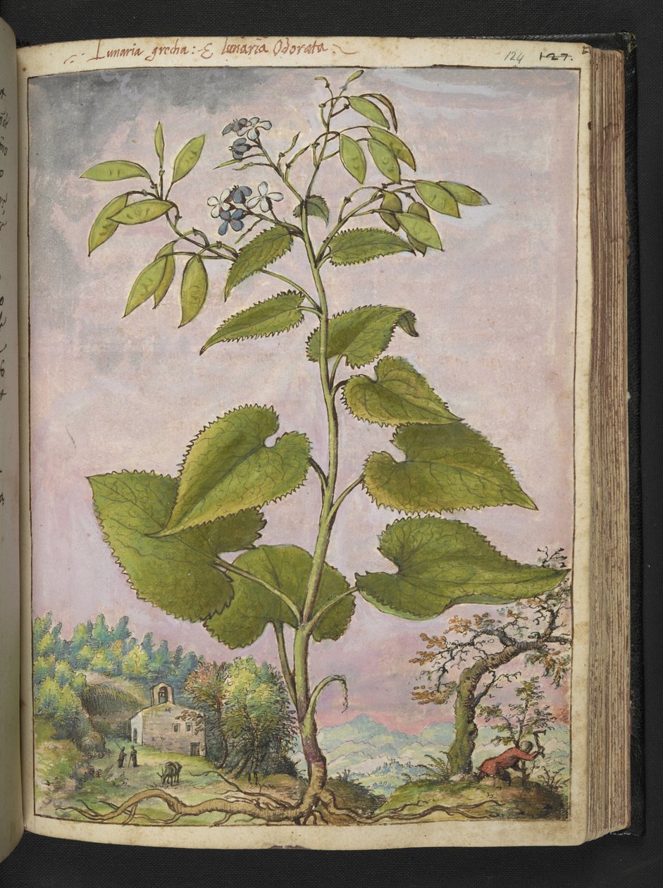 Lunaria redivivia, Gherardo Cibo