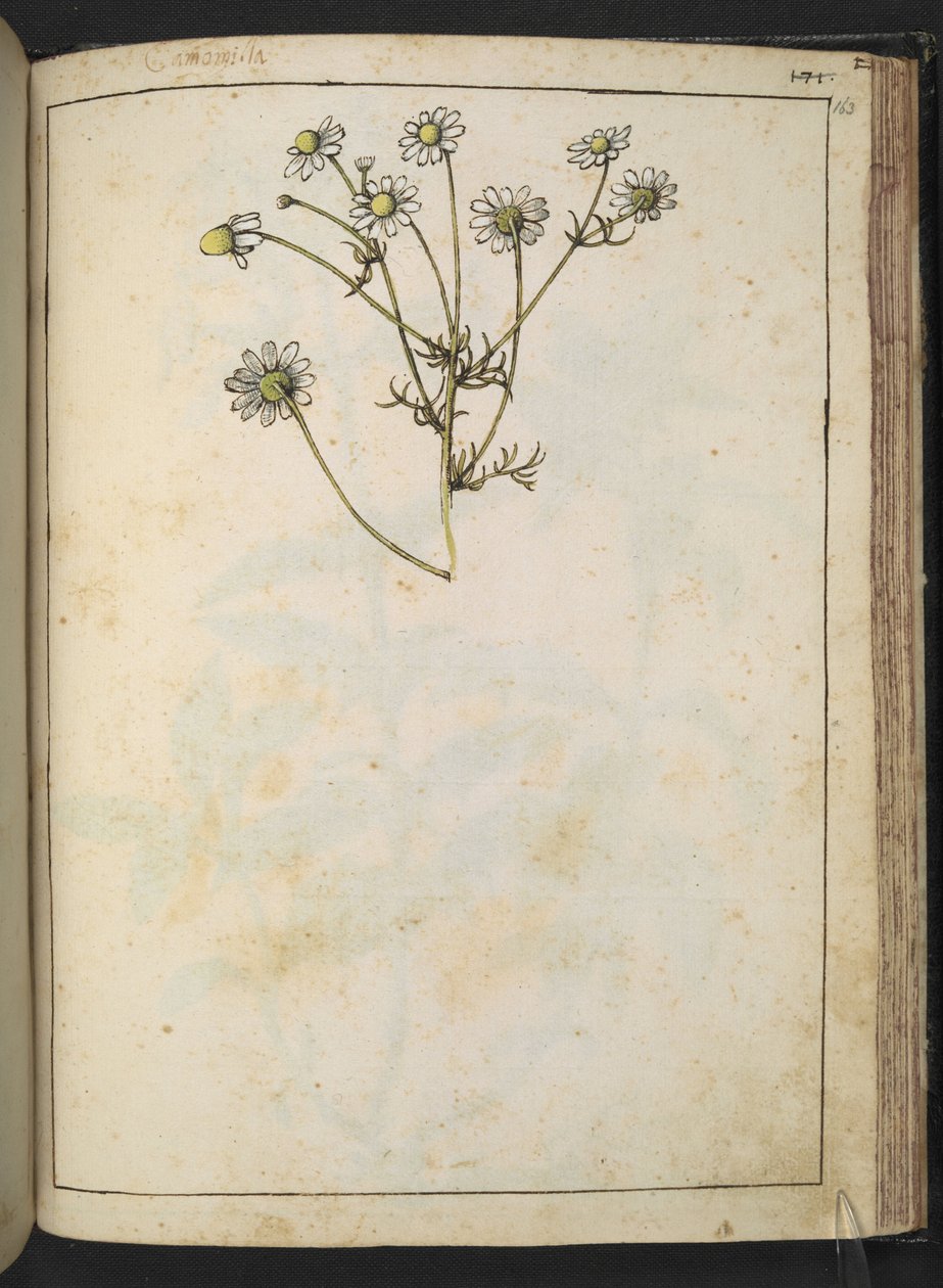 Matricaria chamomilla (Papatya), Gherardo Cibo