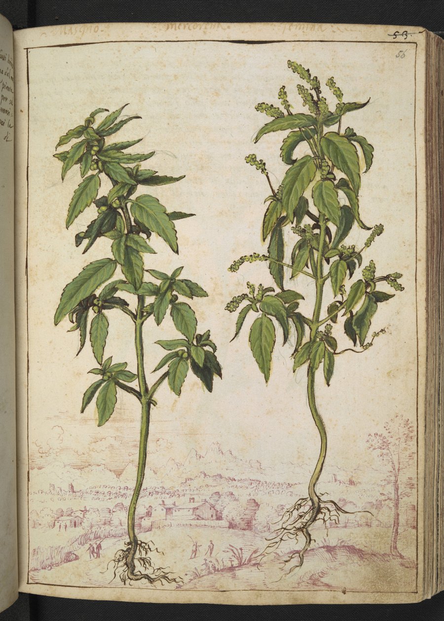 Mercurialis annua, Gherardo Cibo
