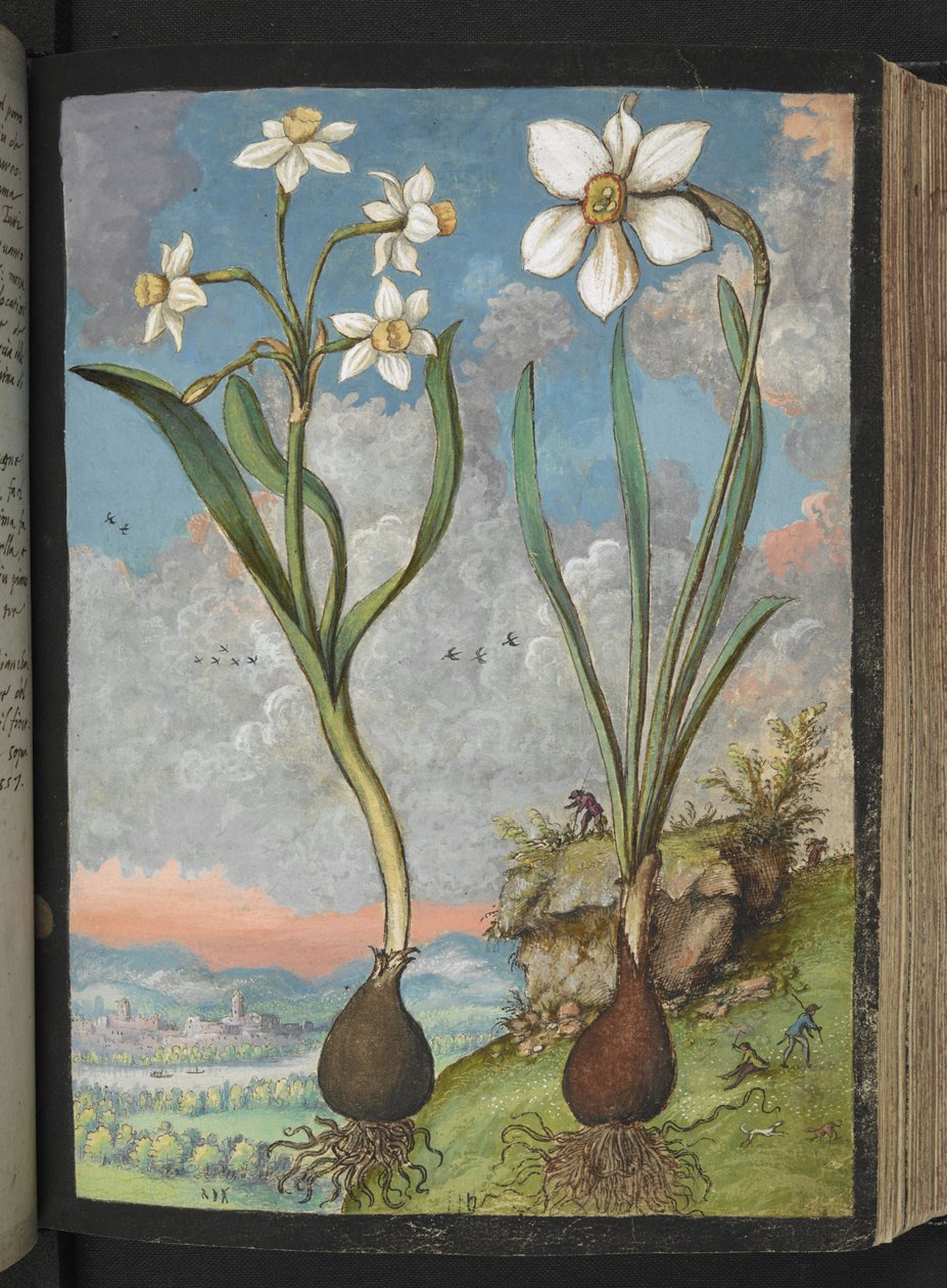Narcissus tazetta ve Narcissus poeticu: Gherardo Cibo