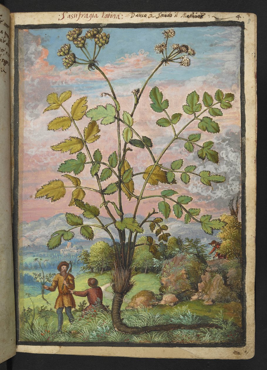 Oenanthe crocata, Gherardo Cibo