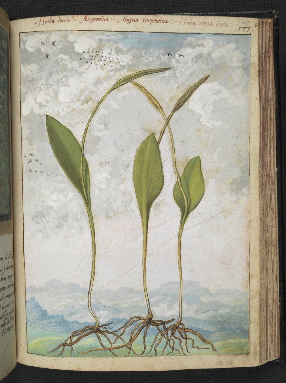 Ophioglossum vulgatum, Gherardo Cibo