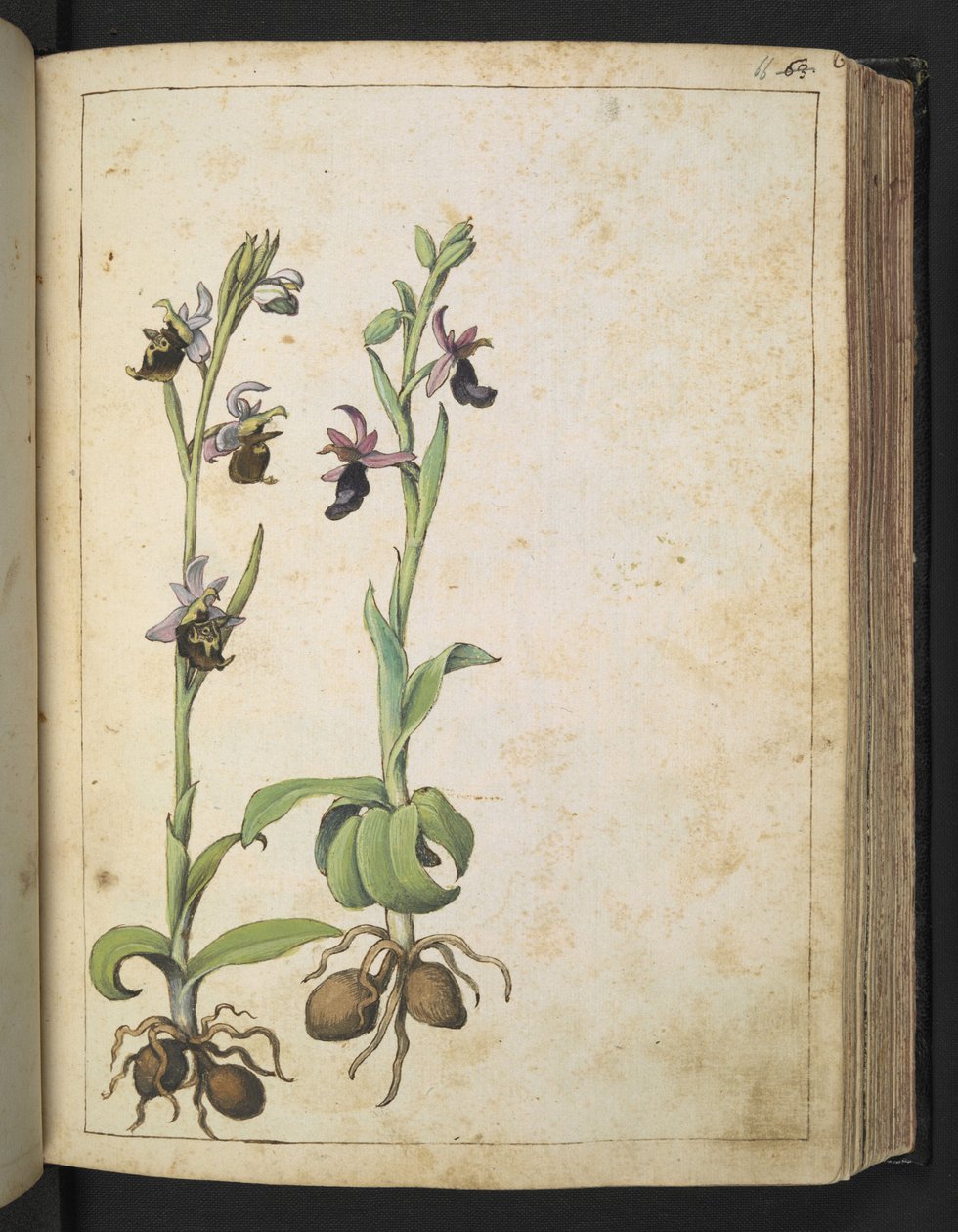 Orchis: Gherardo Cibo