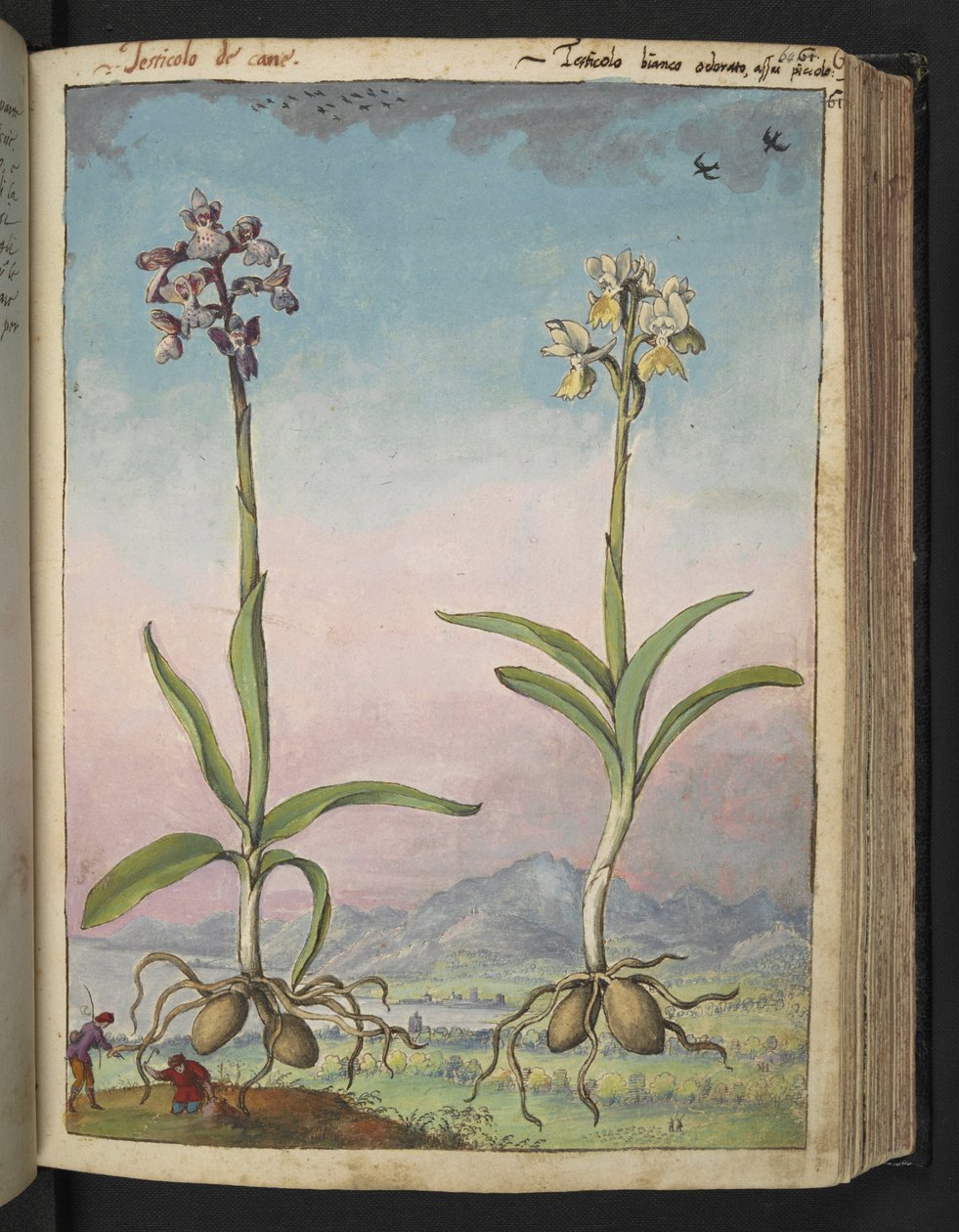 Orchis pallens: Gherardo Cibo