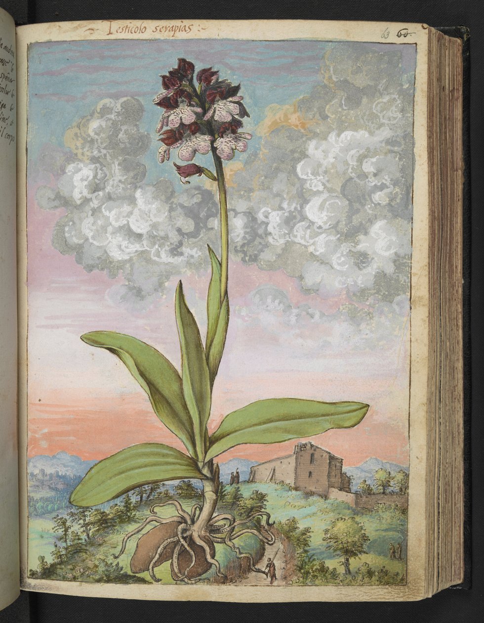 Orchis serapias, Gherardo Cibo