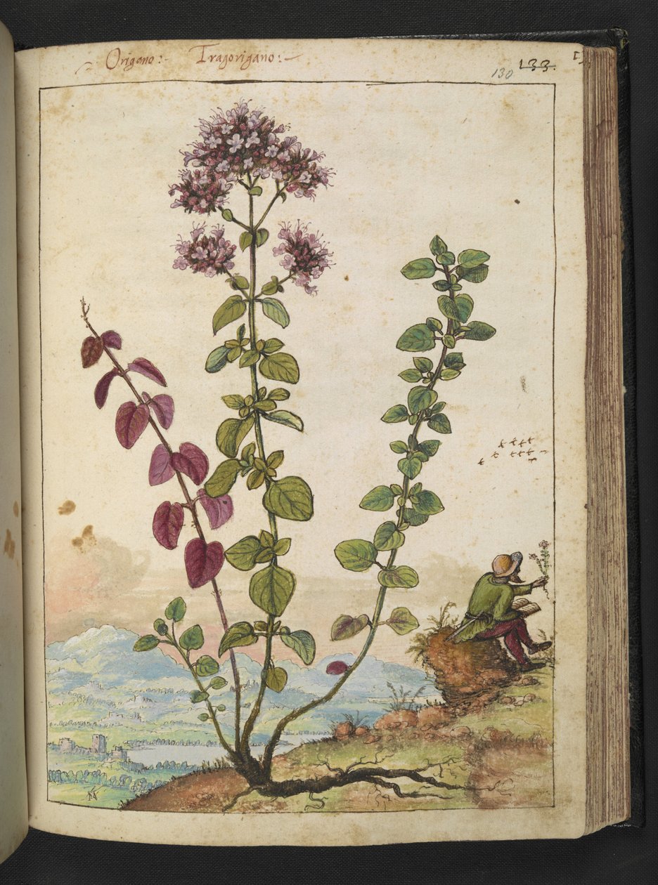 Origanum vulgare, Gherardo Cibo