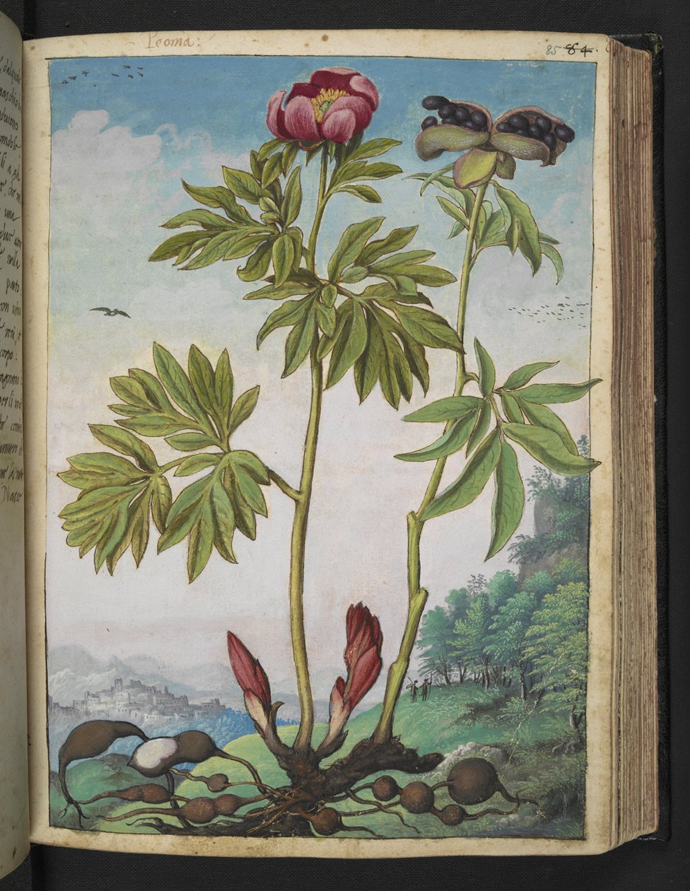 Paeonia officinalis, Gherardo Cibo