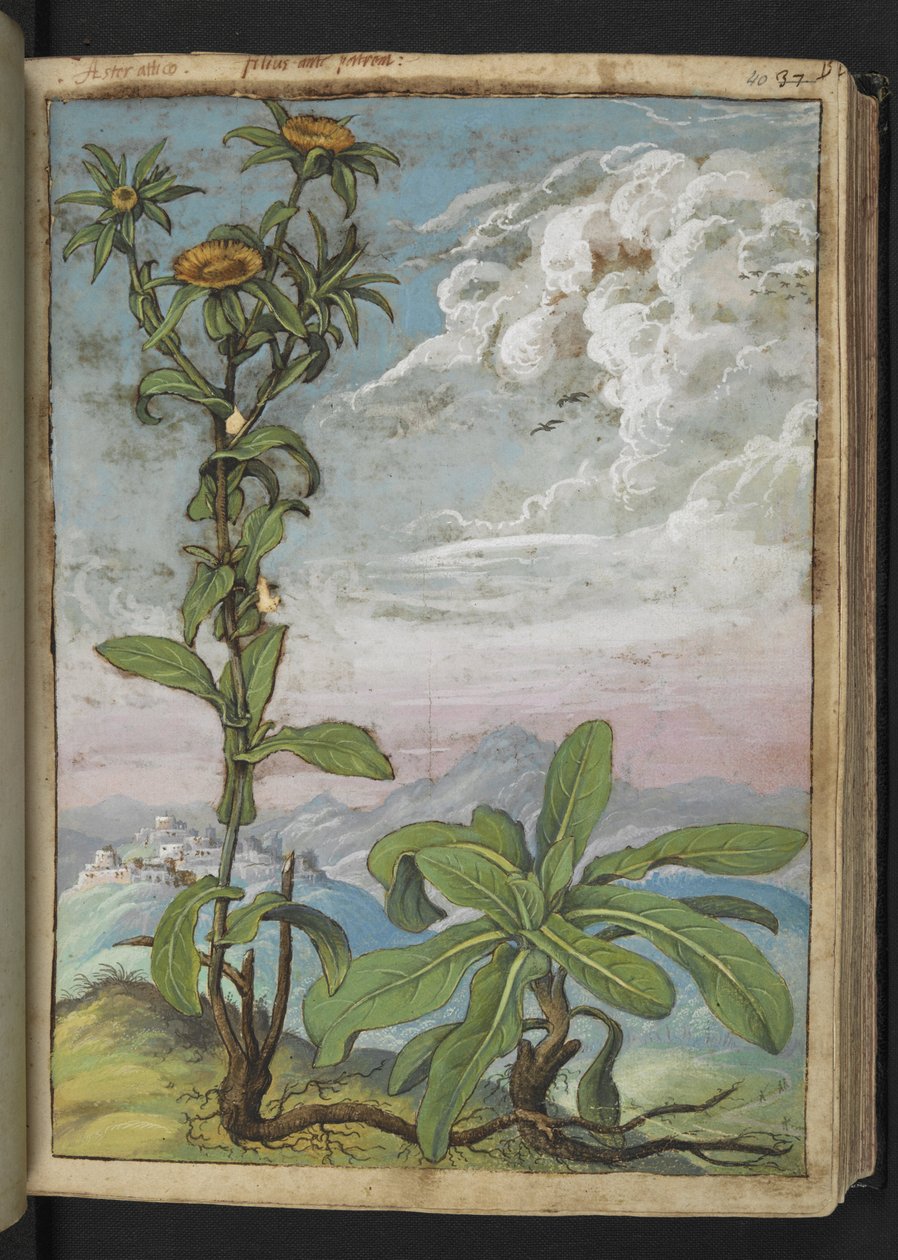 Pallenis spinosa, Gherardo Cibo